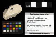 Foto (Objekt + Etiketten) von Goniodromites bidentatus (Reuss, 1858) 